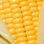 YELLOW AND WHITE MAIZE